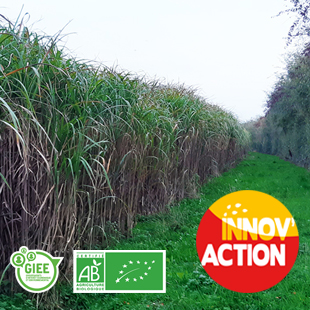 Conduire et valoriser son miscanthus en bio (76)