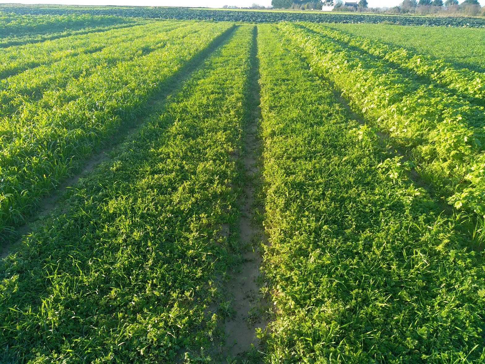 Intégration de techniques d'Agriculture de Conservation des Sols en cultures légumières