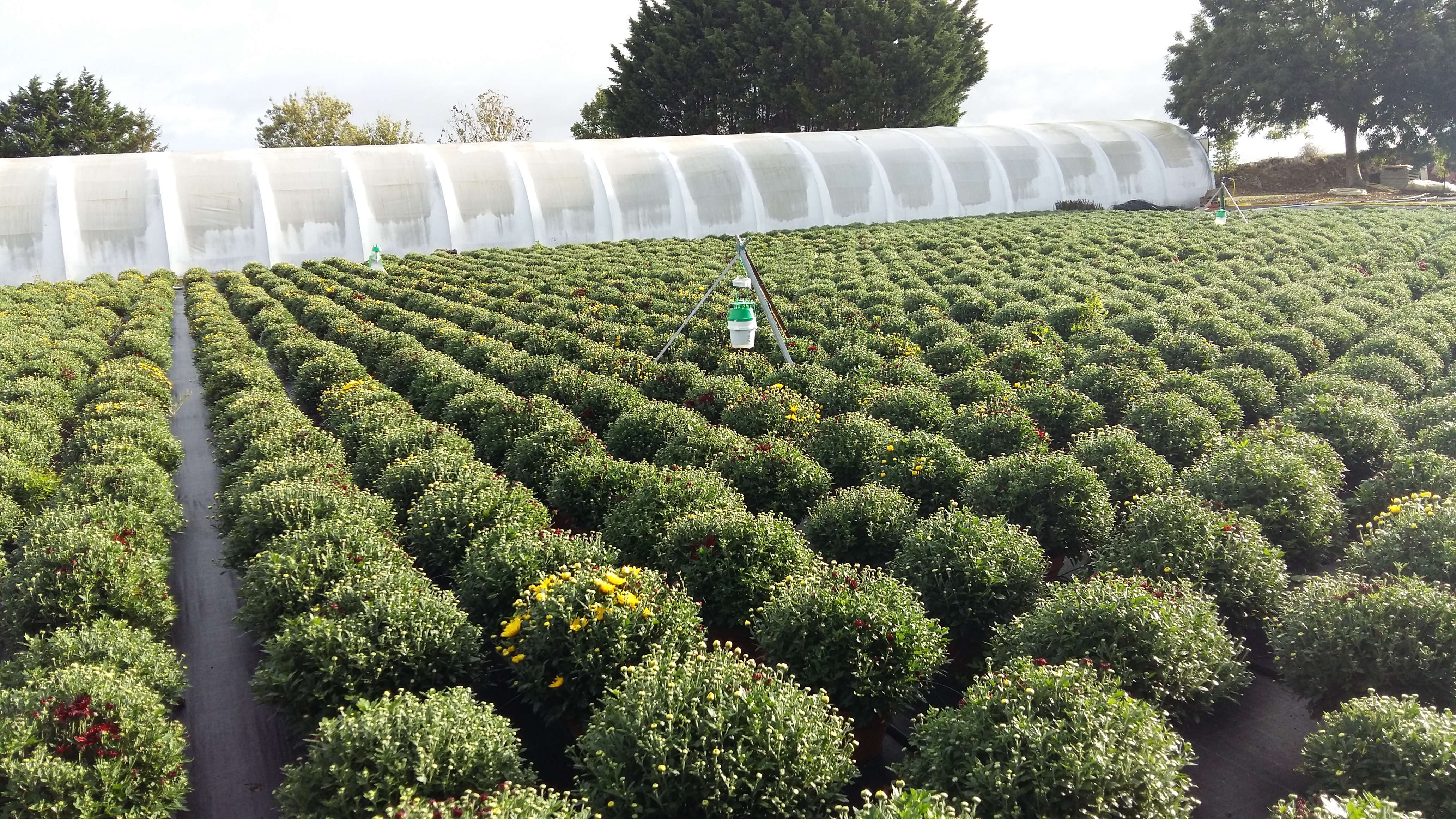 Solutions connectées pour lutter contre les chenilles en cultures horticoles