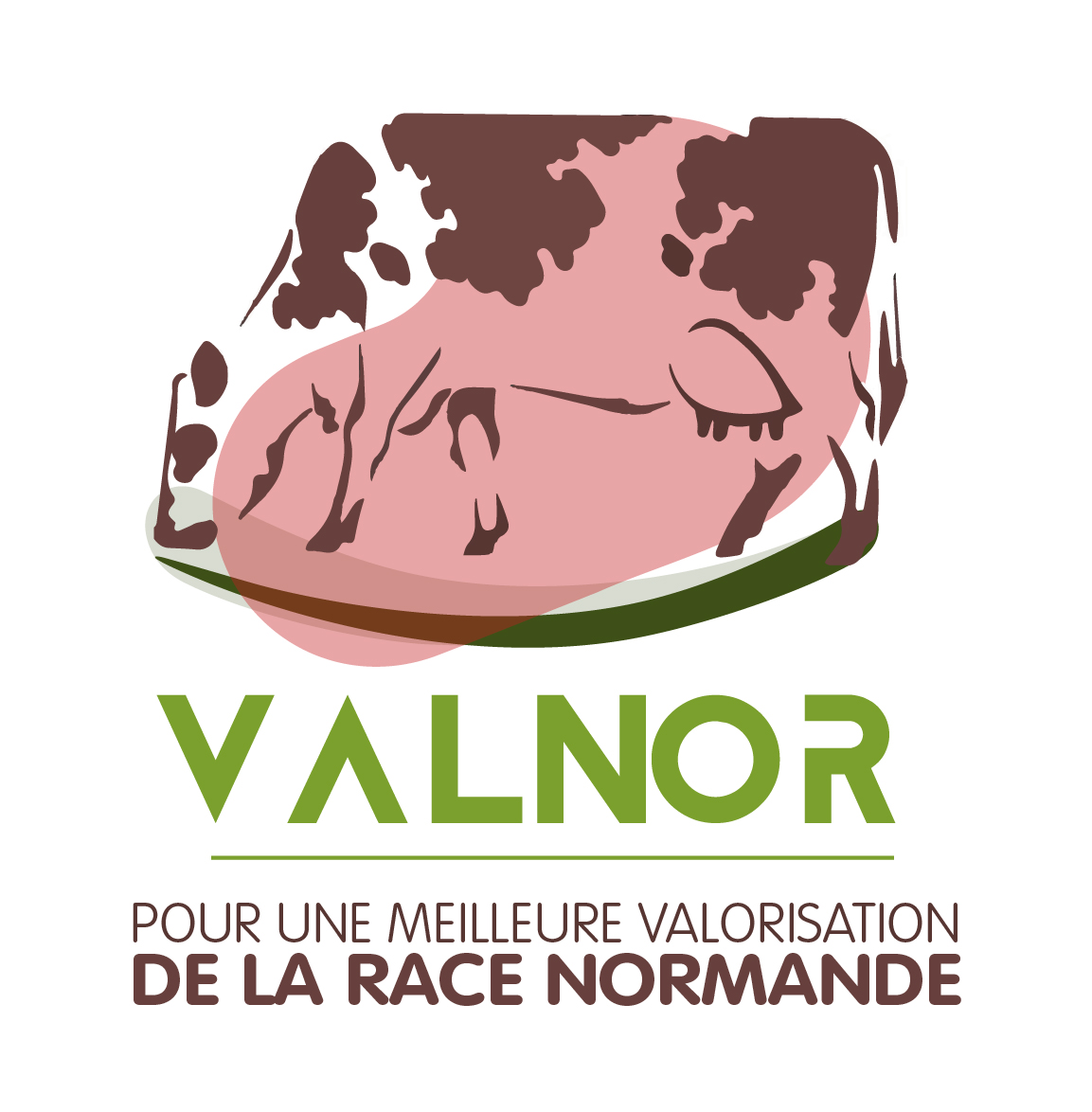 Une approche innovante pour la valorisation de la viande de vache Normande de réforme